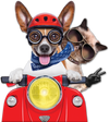 Pet Taxi