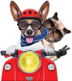 Pet Taxi